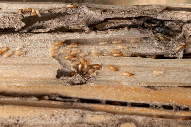 Leonville, LA Pest Control Pros